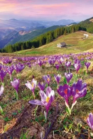 Achetez Aujourd'hui Papier Peint - Crocuses at Spring 375x250cm - Intissé