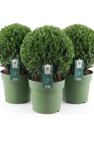 Ilex boule Crenata Jenny en pot Bon Marché
