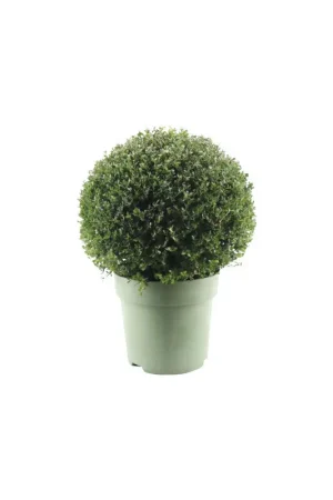 Ilex boule Crenata Jenny en pot Soldes
