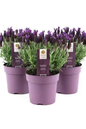Promotion Lavande Lavandula Stoeckas Anouk en pot