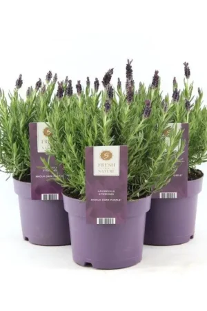 Lavande Lavandula Stoeckas Anouk en pot Commande En Gros