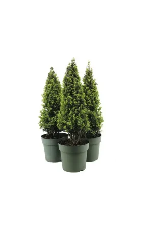 Prix Promo Ilex pyramide Crenata Jenny en pot