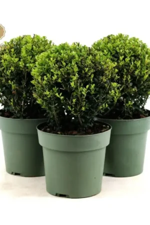 Prix Promo Ilex boule Crenata Jenny en pot