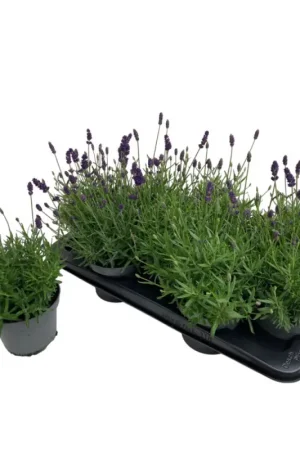 Dernière Chance Lavande Lavandula mixte en pot