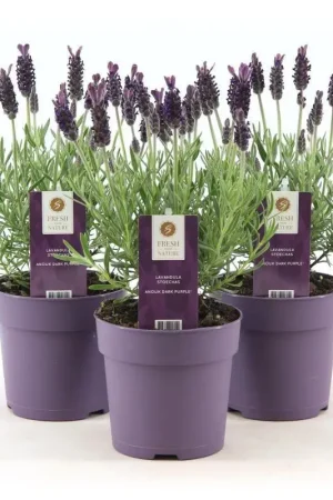 Lavande Lavandula Stoeckas Anouk en pot Commander Maintenant