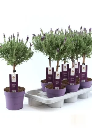 Lavande Lavandula Stoeckas Anouk en pot Meilleure Vente