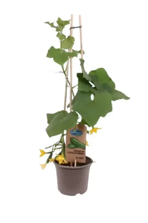 Plant de concombre Pick & Joy en pot Dernière Chance