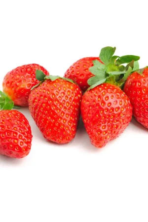 Fraisier Nova Gento en pot Prix Réduit