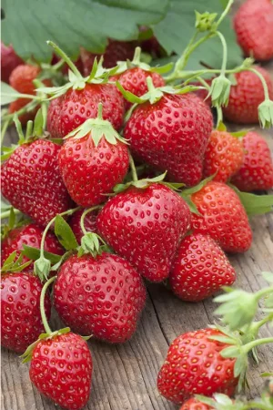 Fraisier Mara de bois en pot Prix Choc