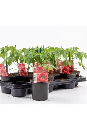 Plant de tomate grappe en pot Nouveauté