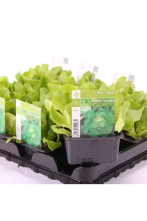 Plant de laitue en pot Vente Flash