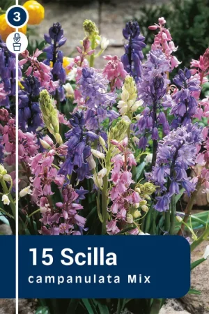 Prix Réduit Bulbes de Scilla Campanulata Mix 15 pièces