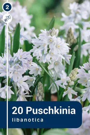 Bulbes de Puschkinia Libanotica 20 pièces Soldes