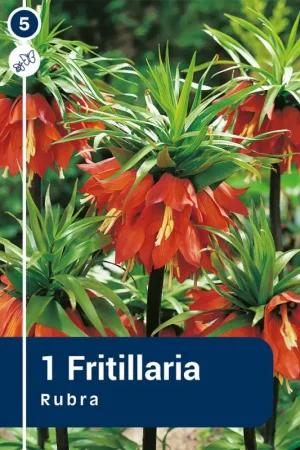 Jusqu'à Épuisement Des Stocks Bulbes de Fritillaria Rubra