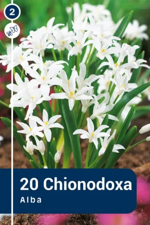 Bulbes de Chionodoxa Alba 20 pièces Satisfait Ou Remboursé