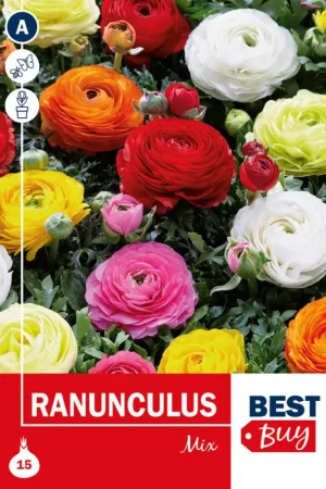 Vente Flash Bulbes de renoncules Mix 15 pièces