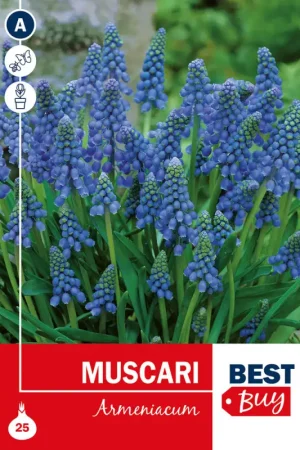 Bulbes de muscaris Armeniacum 25 pièces Soldes