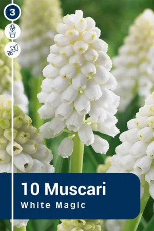 Bulbes de muscaris White Magic 10 pièces Retour Gratuit
