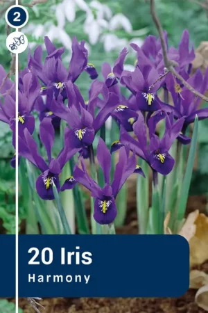 Prix Réduit Bulbes d'iris Harmony 20 pièces