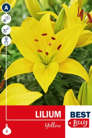 Bulbe de lys Yellow Solde