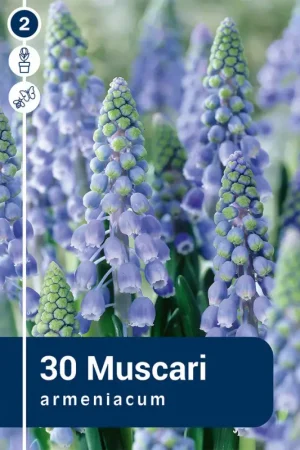 Bulbes de muscaris Armeniacum 30 pièces Must-Have