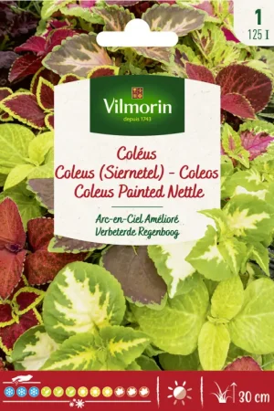 Haute Qualité Semences de coléus Arc-en-Ciel Amélioré VILMORIN
