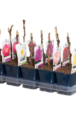 Pivoine de Chine en pot Ø 11 cm Nouvel Arrivage
